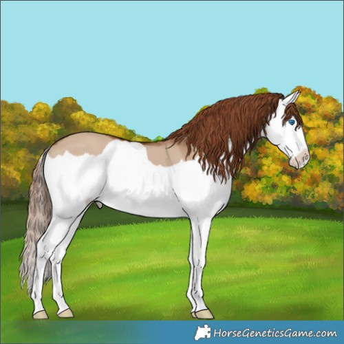 Horse Color:Red Dun Splash
