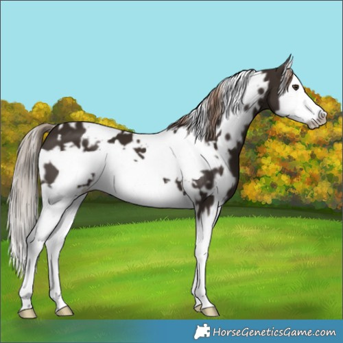 Horse Color:White Spotted Liver Chestnut Splash Frame 