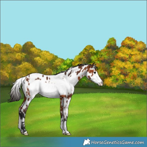 Horse Color:White Spotted Bay Frame Near Leopard 