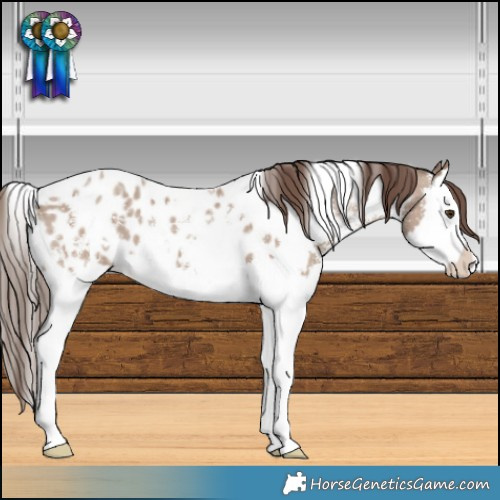 Horse Color:White Spotted Classic Champagne Sabino Splash Near Leopard 
