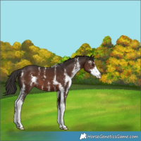 Horse Color:Liver Chestnut Sabino 