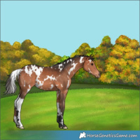Horse Color:White Spotted Bay 