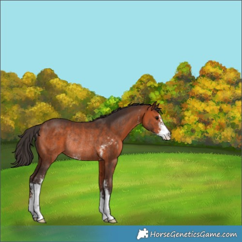 Horse Color:Bay Sabino Rabicano 