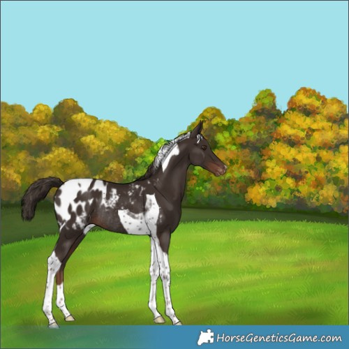 Horse Color:Liver Chestnut Tobiano Blanket Rabicano 