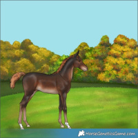 Horse Color:Liver Chestnut 