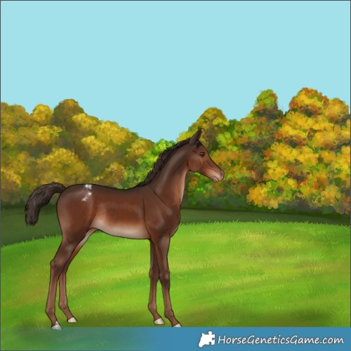 Horse Color:Liver Chestnut Varnish Rabicano 