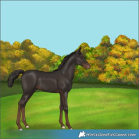 Horse Color:Liver Chestnut Varnish