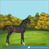 Horse Color:Brown Varnish Rabicano 