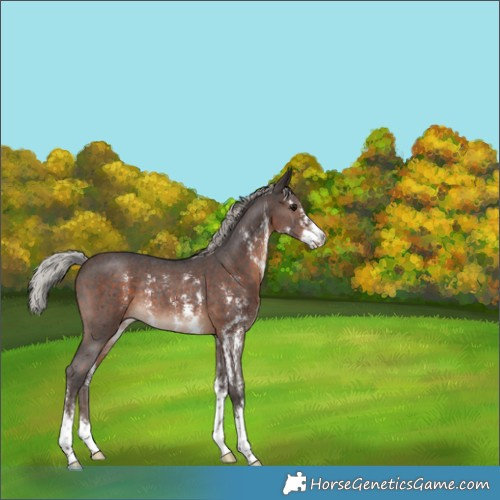 Horse Color:Silver Brown Sabino Rabicano 