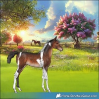 Horse Color:Brown Tobiano 