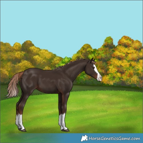 Horse Color:Liver Chestnut Splash 