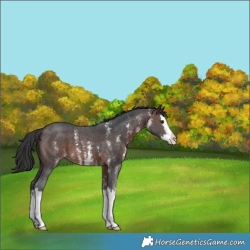Horse Color:Brown Sabino Splash