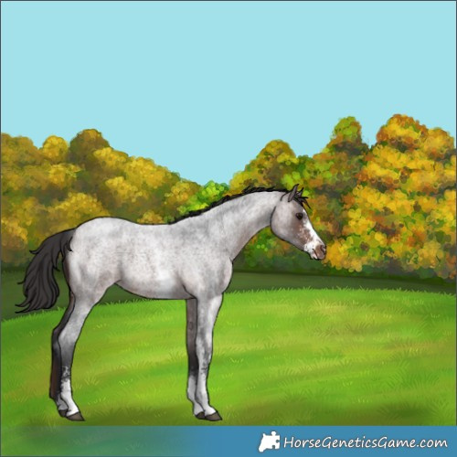 Horse Color:Brown Roan Sabino