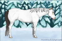 Horse Color:Amber Cream Champagne Splash Tobiano Frame 