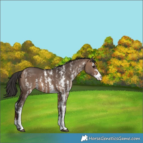 Horse Color:Bay Dun Sabino 