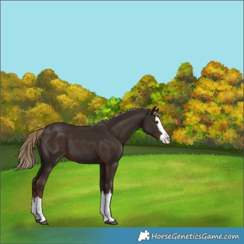 Horse Color:Liver Chestnut Splash 