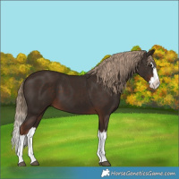 Horse Color:Liver Chestnut Splash 