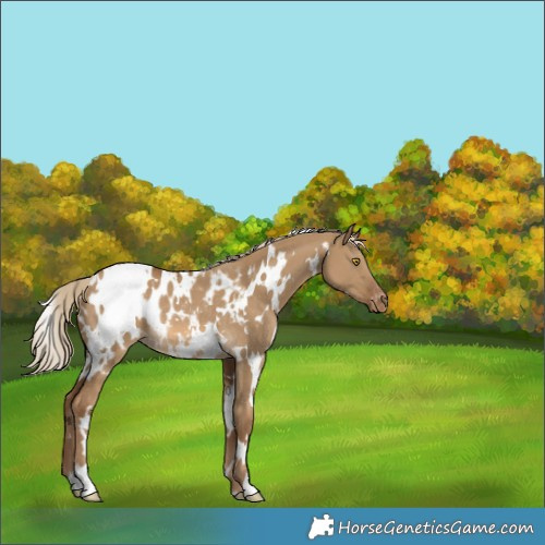 Horse Color:White Spotted Chocolate Palomino Dun Appaloosa Rabicano