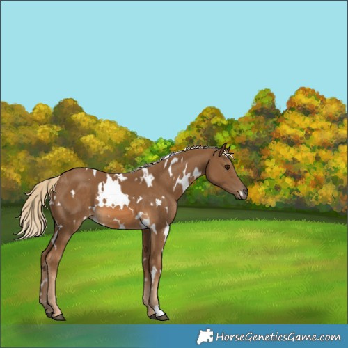 Horse Color:White Spotted Chocolate Palomino