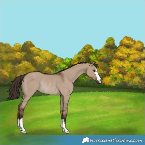 Horse Color:Liver Red Dun Rabicano