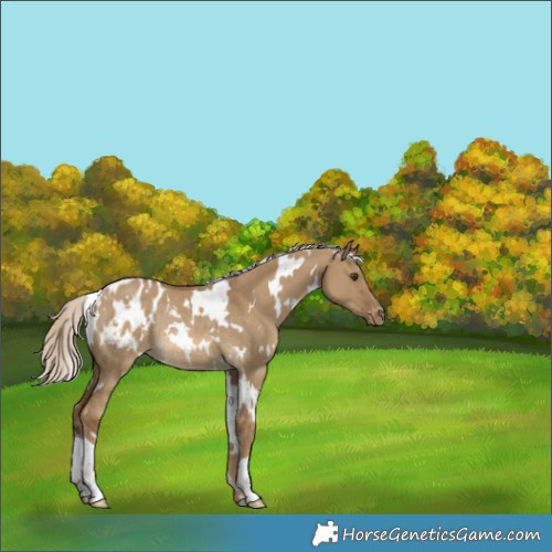 Horse Color:White Spotted Chocolate Palomino Dun Appaloosa Rabicano 