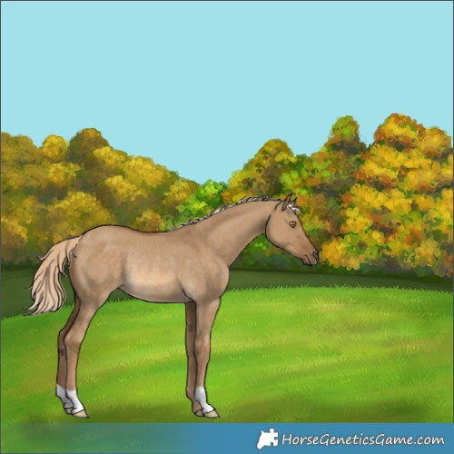 Horse Color:Chocolate Palomino Dun Rabicano