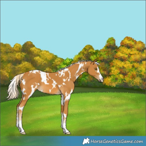 Horse Color:White Spotted Palomino 