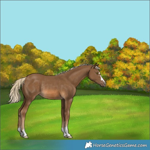 Horse Color:Chocolate Palomino Rabicano