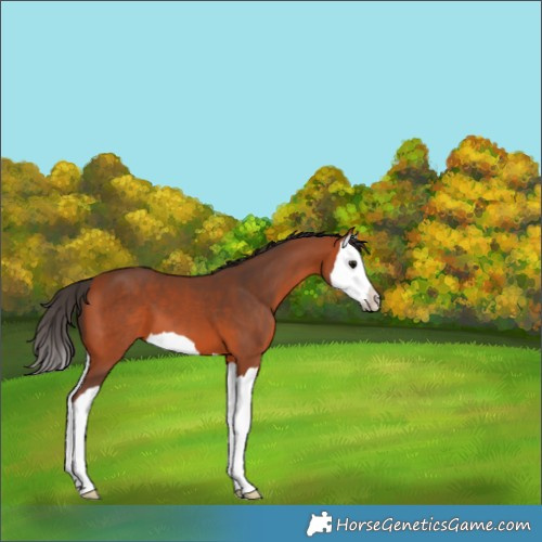 Horse Color:Bay Splash