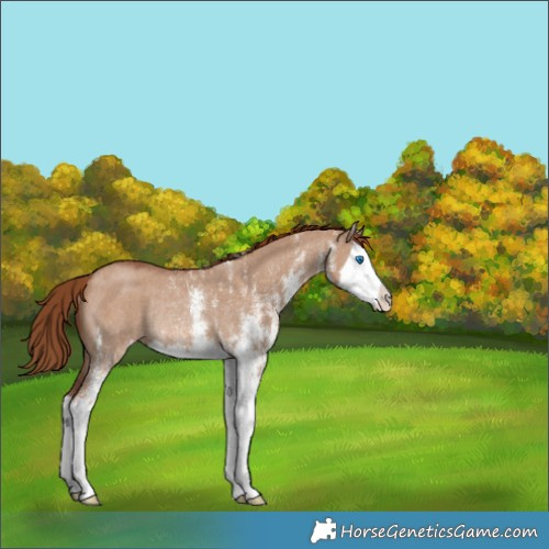 Horse Color:White Spotted Red Dun Splash Rabicano 