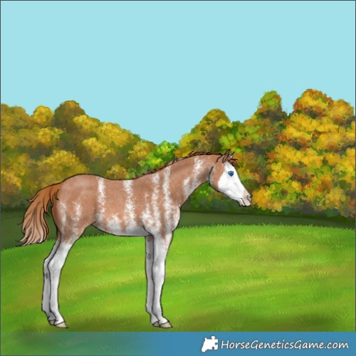 Horse Color:White Spotted Chestnut Splash