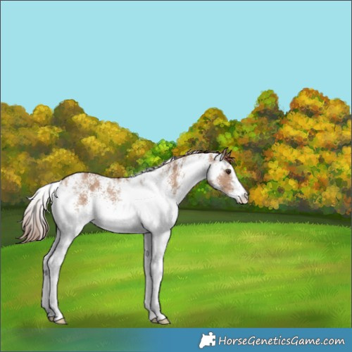 Horse Color:White Spotted Red Dun