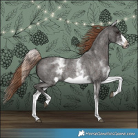 Horse Color:White Spotted Liver Red Roan Frame 