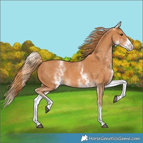 Horse Color:White Spotted Chestnut Splash 