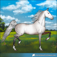 Horse Color:Gray Bay 