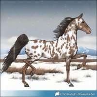 Horse Color:Liver Red Dun Near Leopard