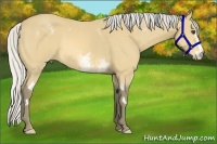 Horse Color:White Spotted Silver Buckskin Frame