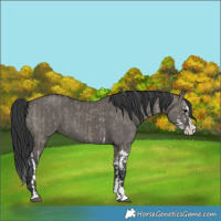 Horse Color:Grullo Sabino Splash  and Grullo Sabino Splash 