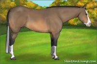 Horse Color:Buckskin Splash 