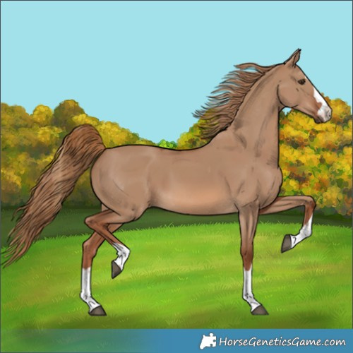 Horse Color:Red Dun 