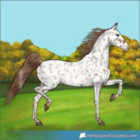 Horse Color:Red Roan Near Leopard 