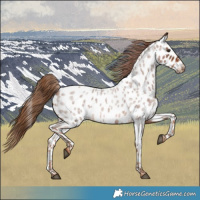 Horse Color:Red Roan Near Leopard 