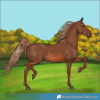 Horse Color:Chestnut 