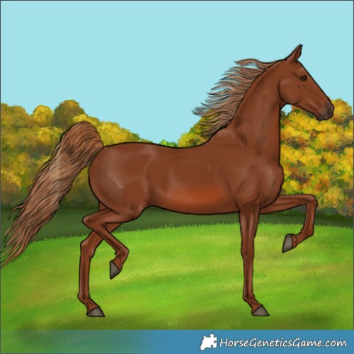 Horse Color:Chestnut 