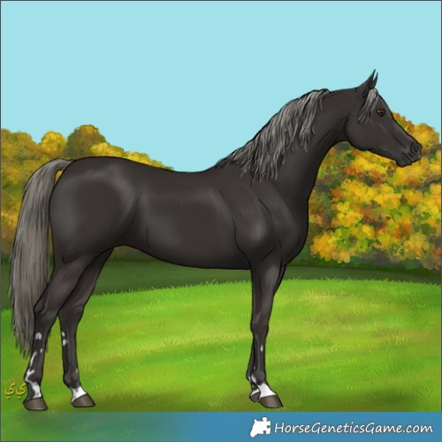 Horse Color:Liver Chestnut Mushroom 