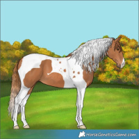 Horse Color:Chestnut Tobiano 