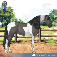 Horse Color:Grullo Tobiano 