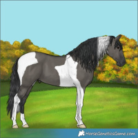Horse Color:Grullo Tobiano 