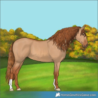 Horse Color:Red Dun 