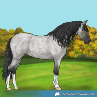 Horse Color:Grullo Roan 